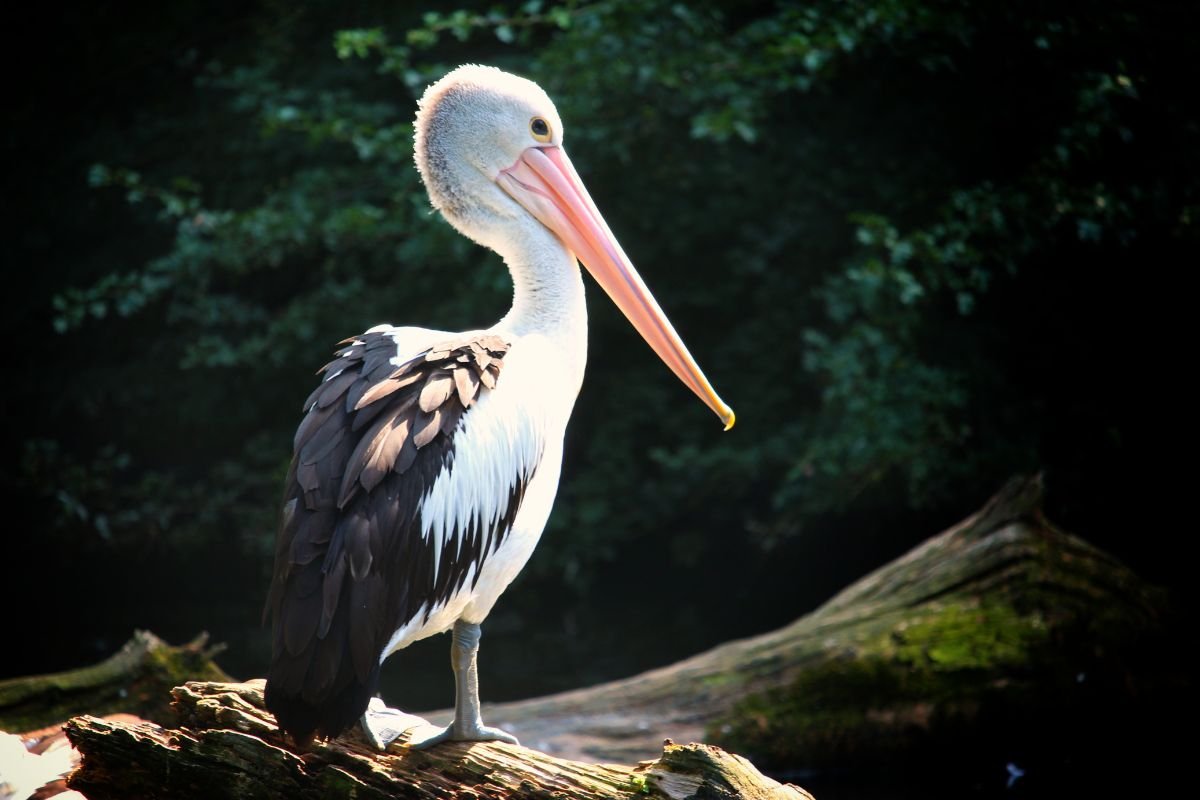 Pelican names