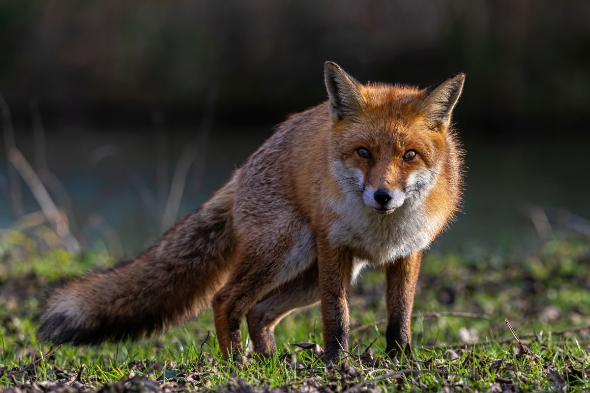 390+ Unique Fox Names Idea With Meaning