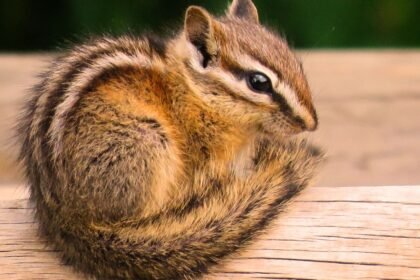 Chipmunk