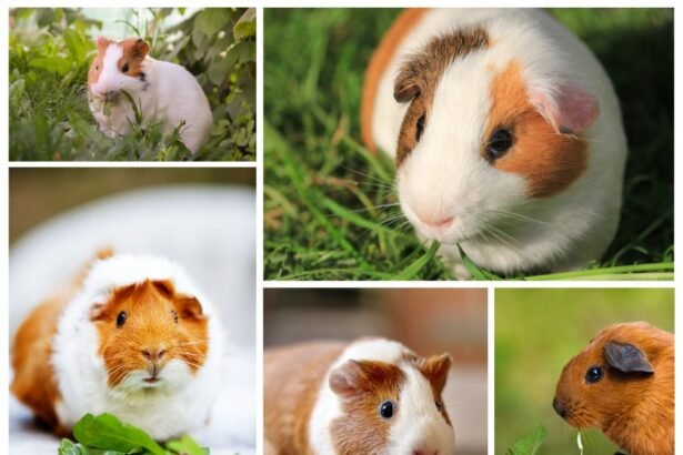 Guinea Pig