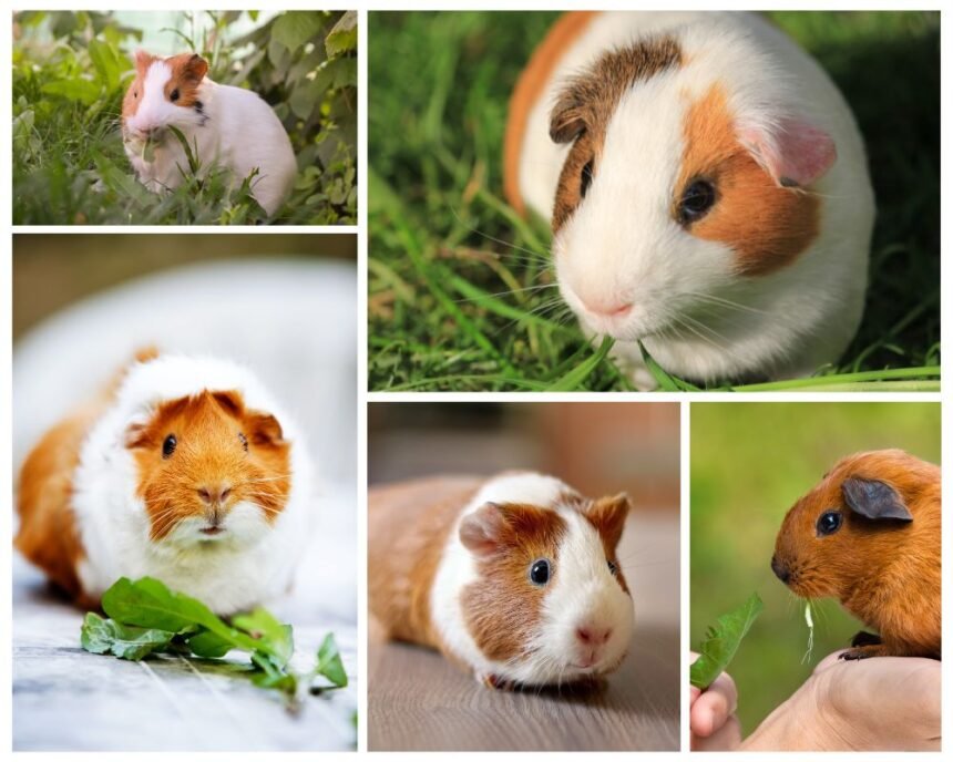 Guinea Pig
