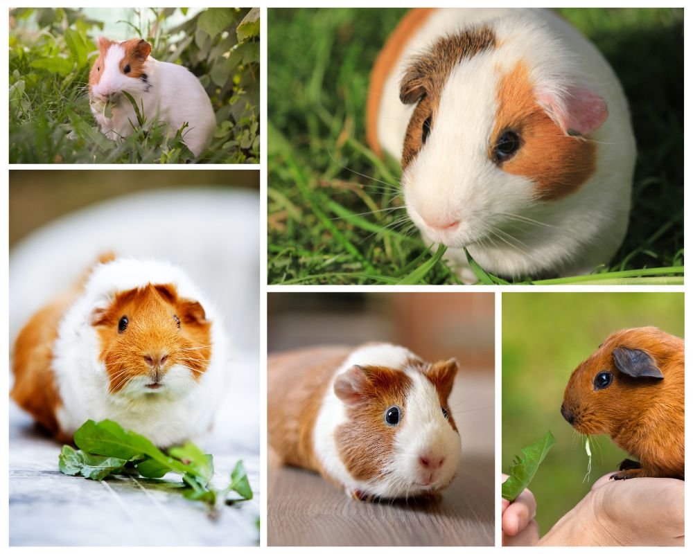 Guinea Pig